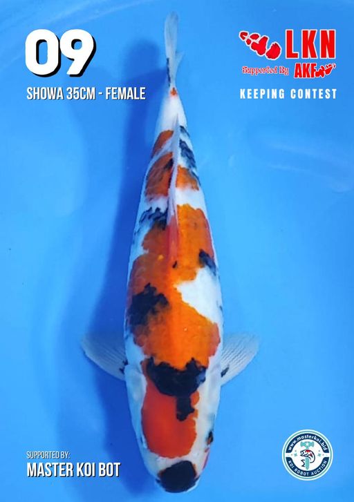 Lelang Koi Online, Jual Beli Ikan Koi, Pusat Jual Beli Koi, Info Lelang Koi Hari Ini, Platform Jual Beli Koi, Jual Beli Ikan Koi Online, Marketplace Ikan Koi, Jual Koi Terbaik, Tempat Beli Koi Berkualitas, Pasar Ikan Koi Online Terpercaya, Penjual Ikan Koi Terpercaya, Beli Koi Hias Online, Ikan Koi untuk Dijual, Koi Kualitas Terbaik, Toko Online Ikan Koi, Koi Hias Untuk Dijual, Jual Beli Ikan Koi Lokal, Koi Indonesia Online, Pusat Jual Beli Koi Terbesar