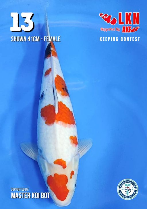 Lelang Koi Online, Jual Beli Ikan Koi, Pusat Jual Beli Koi, Info Lelang Koi Hari Ini, Platform Jual Beli Koi, Jual Beli Ikan Koi Online, Marketplace Ikan Koi, Jual Koi Terbaik, Tempat Beli Koi Berkualitas, Pasar Ikan Koi Online Terpercaya, Penjual Ikan Koi Terpercaya, Beli Koi Hias Online, Ikan Koi untuk Dijual, Koi Kualitas Terbaik, Toko Online Ikan Koi, Koi Hias Untuk Dijual, Jual Beli Ikan Koi Lokal, Koi Indonesia Online, Pusat Jual Beli Koi Terbesar