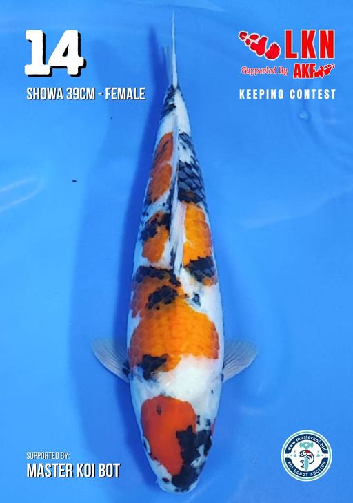 Lelang Koi Online, Jual Beli Ikan Koi, Pusat Jual Beli Koi, Info Lelang Koi Hari Ini, Platform Jual Beli Koi, Jual Beli Ikan Koi Online, Marketplace Ikan Koi, Jual Koi Terbaik, Tempat Beli Koi Berkualitas, Pasar Ikan Koi Online Terpercaya, Penjual Ikan Koi Terpercaya, Beli Koi Hias Online, Ikan Koi untuk Dijual, Koi Kualitas Terbaik, Toko Online Ikan Koi, Koi Hias Untuk Dijual, Jual Beli Ikan Koi Lokal, Koi Indonesia Online, Pusat Jual Beli Koi Terbesar
