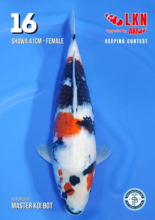 Lelang Koi Online, Jual Beli Ikan Koi, Pusat Jual Beli Koi, Info Lelang Koi Hari Ini, Platform Jual Beli Koi, Jual Beli Ikan Koi Online, Marketplace Ikan Koi, Jual Koi Terbaik, Tempat Beli Koi Berkualitas, Pasar Ikan Koi Online Terpercaya, Penjual Ikan Koi Terpercaya, Beli Koi Hias Online, Ikan Koi untuk Dijual, Koi Kualitas Terbaik, Toko Online Ikan Koi, Koi Hias Untuk Dijual, Jual Beli Ikan Koi Lokal, Koi Indonesia Online, Pusat Jual Beli Koi Terbesar