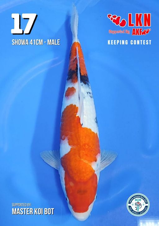 Lelang Koi Online, Jual Beli Ikan Koi, Pusat Jual Beli Koi, Info Lelang Koi Hari Ini, Platform Jual Beli Koi, Jual Beli Ikan Koi Online, Marketplace Ikan Koi, Jual Koi Terbaik, Tempat Beli Koi Berkualitas, Pasar Ikan Koi Online Terpercaya, Penjual Ikan Koi Terpercaya, Beli Koi Hias Online, Ikan Koi untuk Dijual, Koi Kualitas Terbaik, Toko Online Ikan Koi, Koi Hias Untuk Dijual, Jual Beli Ikan Koi Lokal, Koi Indonesia Online, Pusat Jual Beli Koi Terbesar