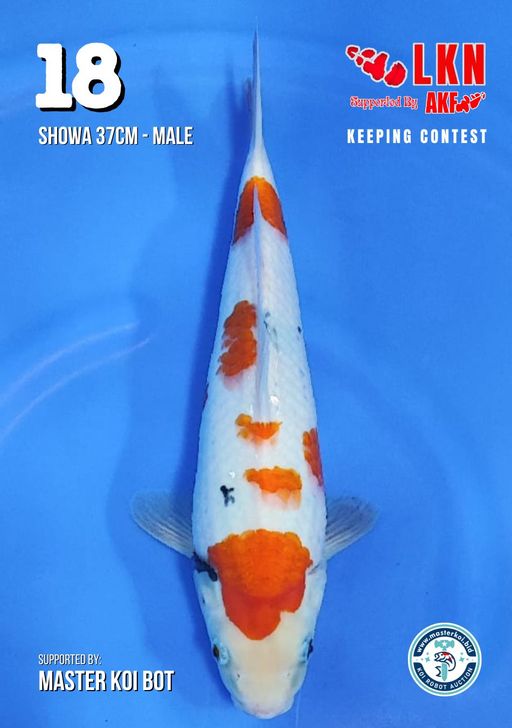 Lelang Koi Online, Jual Beli Ikan Koi, Pusat Jual Beli Koi, Info Lelang Koi Hari Ini, Platform Jual Beli Koi, Jual Beli Ikan Koi Online, Marketplace Ikan Koi, Jual Koi Terbaik, Tempat Beli Koi Berkualitas, Pasar Ikan Koi Online Terpercaya, Penjual Ikan Koi Terpercaya, Beli Koi Hias Online, Ikan Koi untuk Dijual, Koi Kualitas Terbaik, Toko Online Ikan Koi, Koi Hias Untuk Dijual, Jual Beli Ikan Koi Lokal, Koi Indonesia Online, Pusat Jual Beli Koi Terbesar