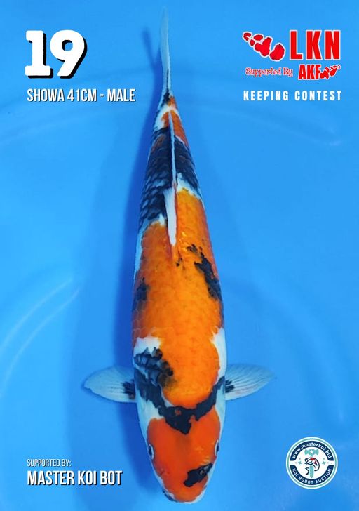 Lelang Koi Online, Jual Beli Ikan Koi, Pusat Jual Beli Koi, Info Lelang Koi Hari Ini, Platform Jual Beli Koi, Jual Beli Ikan Koi Online, Marketplace Ikan Koi, Jual Koi Terbaik, Tempat Beli Koi Berkualitas, Pasar Ikan Koi Online Terpercaya, Penjual Ikan Koi Terpercaya, Beli Koi Hias Online, Ikan Koi untuk Dijual, Koi Kualitas Terbaik, Toko Online Ikan Koi, Koi Hias Untuk Dijual, Jual Beli Ikan Koi Lokal, Koi Indonesia Online, Pusat Jual Beli Koi Terbesar