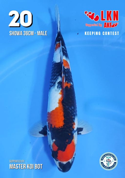 Lelang Koi Online, Jual Beli Ikan Koi, Pusat Jual Beli Koi, Info Lelang Koi Hari Ini, Platform Jual Beli Koi, Jual Beli Ikan Koi Online, Marketplace Ikan Koi, Jual Koi Terbaik, Tempat Beli Koi Berkualitas, Pasar Ikan Koi Online Terpercaya, Penjual Ikan Koi Terpercaya, Beli Koi Hias Online, Ikan Koi untuk Dijual, Koi Kualitas Terbaik, Toko Online Ikan Koi, Koi Hias Untuk Dijual, Jual Beli Ikan Koi Lokal, Koi Indonesia Online, Pusat Jual Beli Koi Terbesar