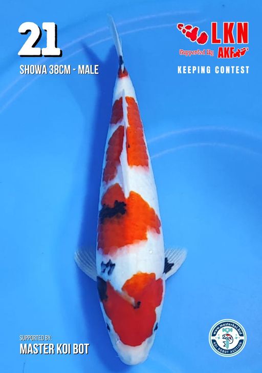 Lelang Koi Online, Jual Beli Ikan Koi, Pusat Jual Beli Koi, Info Lelang Koi Hari Ini, Platform Jual Beli Koi, Jual Beli Ikan Koi Online, Marketplace Ikan Koi, Jual Koi Terbaik, Tempat Beli Koi Berkualitas, Pasar Ikan Koi Online Terpercaya, Penjual Ikan Koi Terpercaya, Beli Koi Hias Online, Ikan Koi untuk Dijual, Koi Kualitas Terbaik, Toko Online Ikan Koi, Koi Hias Untuk Dijual, Jual Beli Ikan Koi Lokal, Koi Indonesia Online, Pusat Jual Beli Koi Terbesar