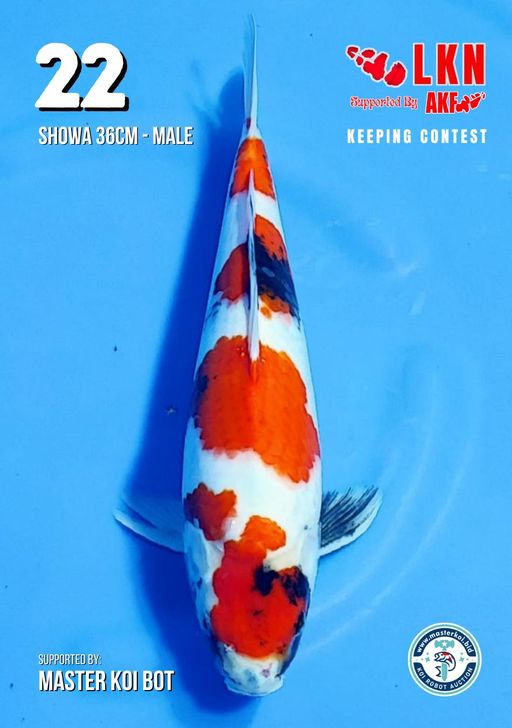 Lelang Koi Online, Jual Beli Ikan Koi, Pusat Jual Beli Koi, Info Lelang Koi Hari Ini, Platform Jual Beli Koi, Jual Beli Ikan Koi Online, Marketplace Ikan Koi, Jual Koi Terbaik, Tempat Beli Koi Berkualitas, Pasar Ikan Koi Online Terpercaya, Penjual Ikan Koi Terpercaya, Beli Koi Hias Online, Ikan Koi untuk Dijual, Koi Kualitas Terbaik, Toko Online Ikan Koi, Koi Hias Untuk Dijual, Jual Beli Ikan Koi Lokal, Koi Indonesia Online, Pusat Jual Beli Koi Terbesar