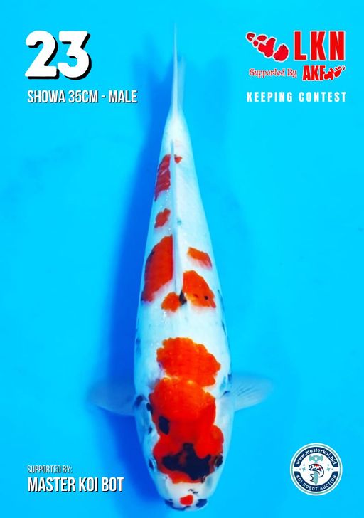 Lelang Koi Online, Jual Beli Ikan Koi, Pusat Jual Beli Koi, Info Lelang Koi Hari Ini, Platform Jual Beli Koi, Jual Beli Ikan Koi Online, Marketplace Ikan Koi, Jual Koi Terbaik, Tempat Beli Koi Berkualitas, Pasar Ikan Koi Online Terpercaya, Penjual Ikan Koi Terpercaya, Beli Koi Hias Online, Ikan Koi untuk Dijual, Koi Kualitas Terbaik, Toko Online Ikan Koi, Koi Hias Untuk Dijual, Jual Beli Ikan Koi Lokal, Koi Indonesia Online, Pusat Jual Beli Koi Terbesar