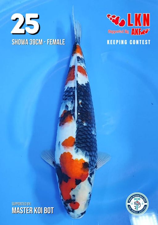 Lelang Koi Online, Jual Beli Ikan Koi, Pusat Jual Beli Koi, Info Lelang Koi Hari Ini, Platform Jual Beli Koi, Jual Beli Ikan Koi Online, Marketplace Ikan Koi, Jual Koi Terbaik, Tempat Beli Koi Berkualitas, Pasar Ikan Koi Online Terpercaya, Penjual Ikan Koi Terpercaya, Beli Koi Hias Online, Ikan Koi untuk Dijual, Koi Kualitas Terbaik, Toko Online Ikan Koi, Koi Hias Untuk Dijual, Jual Beli Ikan Koi Lokal, Koi Indonesia Online, Pusat Jual Beli Koi Terbesar