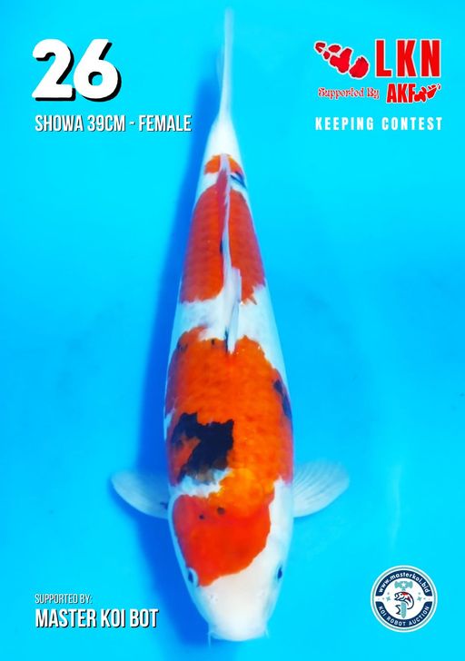 Lelang Koi Online, Jual Beli Ikan Koi, Pusat Jual Beli Koi, Info Lelang Koi Hari Ini, Platform Jual Beli Koi, Jual Beli Ikan Koi Online, Marketplace Ikan Koi, Jual Koi Terbaik, Tempat Beli Koi Berkualitas, Pasar Ikan Koi Online Terpercaya, Penjual Ikan Koi Terpercaya, Beli Koi Hias Online, Ikan Koi untuk Dijual, Koi Kualitas Terbaik, Toko Online Ikan Koi, Koi Hias Untuk Dijual, Jual Beli Ikan Koi Lokal, Koi Indonesia Online, Pusat Jual Beli Koi Terbesar