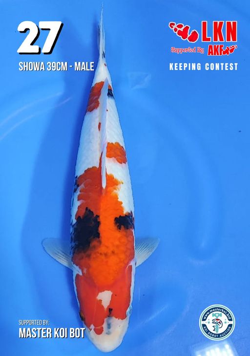 Lelang Koi Online, Jual Beli Ikan Koi, Pusat Jual Beli Koi, Info Lelang Koi Hari Ini, Platform Jual Beli Koi, Jual Beli Ikan Koi Online, Marketplace Ikan Koi, Jual Koi Terbaik, Tempat Beli Koi Berkualitas, Pasar Ikan Koi Online Terpercaya, Penjual Ikan Koi Terpercaya, Beli Koi Hias Online, Ikan Koi untuk Dijual, Koi Kualitas Terbaik, Toko Online Ikan Koi, Koi Hias Untuk Dijual, Jual Beli Ikan Koi Lokal, Koi Indonesia Online, Pusat Jual Beli Koi Terbesar