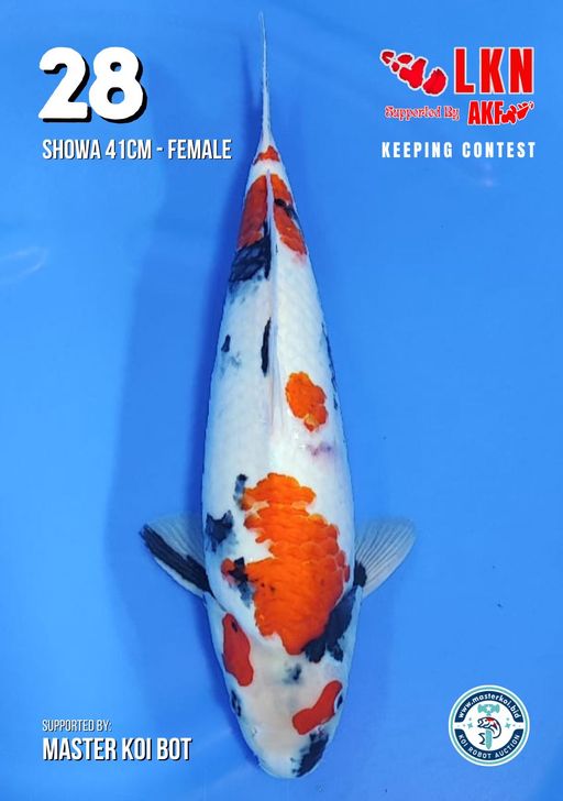 Lelang Koi Online, Jual Beli Ikan Koi, Pusat Jual Beli Koi, Info Lelang Koi Hari Ini, Platform Jual Beli Koi, Jual Beli Ikan Koi Online, Marketplace Ikan Koi, Jual Koi Terbaik, Tempat Beli Koi Berkualitas, Pasar Ikan Koi Online Terpercaya, Penjual Ikan Koi Terpercaya, Beli Koi Hias Online, Ikan Koi untuk Dijual, Koi Kualitas Terbaik, Toko Online Ikan Koi, Koi Hias Untuk Dijual, Jual Beli Ikan Koi Lokal, Koi Indonesia Online, Pusat Jual Beli Koi Terbesar