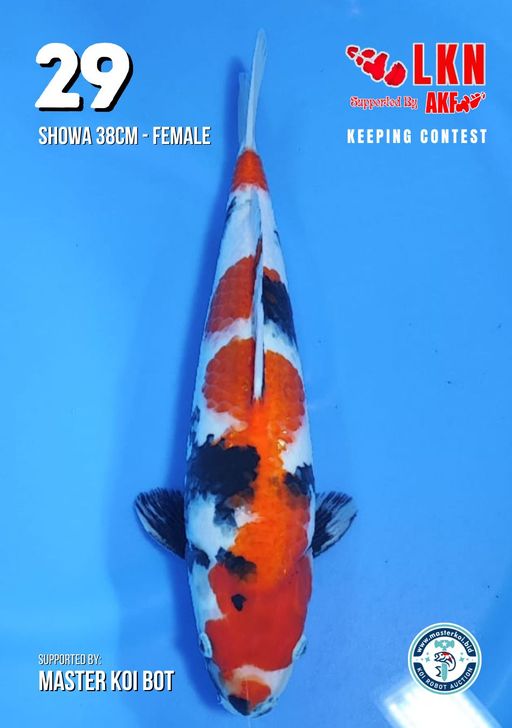 Lelang Koi Online, Jual Beli Ikan Koi, Pusat Jual Beli Koi, Info Lelang Koi Hari Ini, Platform Jual Beli Koi, Jual Beli Ikan Koi Online, Marketplace Ikan Koi, Jual Koi Terbaik, Tempat Beli Koi Berkualitas, Pasar Ikan Koi Online Terpercaya, Penjual Ikan Koi Terpercaya, Beli Koi Hias Online, Ikan Koi untuk Dijual, Koi Kualitas Terbaik, Toko Online Ikan Koi, Koi Hias Untuk Dijual, Jual Beli Ikan Koi Lokal, Koi Indonesia Online, Pusat Jual Beli Koi Terbesar