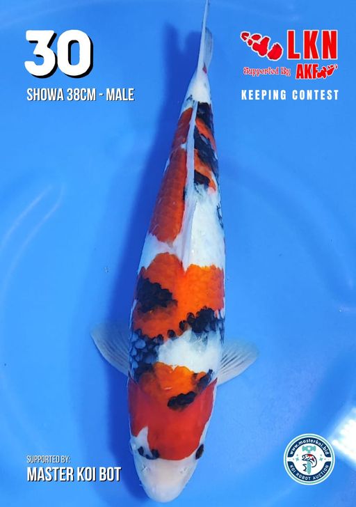 Lelang Koi Online, Jual Beli Ikan Koi, Pusat Jual Beli Koi, Info Lelang Koi Hari Ini, Platform Jual Beli Koi, Jual Beli Ikan Koi Online, Marketplace Ikan Koi, Jual Koi Terbaik, Tempat Beli Koi Berkualitas, Pasar Ikan Koi Online Terpercaya, Penjual Ikan Koi Terpercaya, Beli Koi Hias Online, Ikan Koi untuk Dijual, Koi Kualitas Terbaik, Toko Online Ikan Koi, Koi Hias Untuk Dijual, Jual Beli Ikan Koi Lokal, Koi Indonesia Online, Pusat Jual Beli Koi Terbesar
