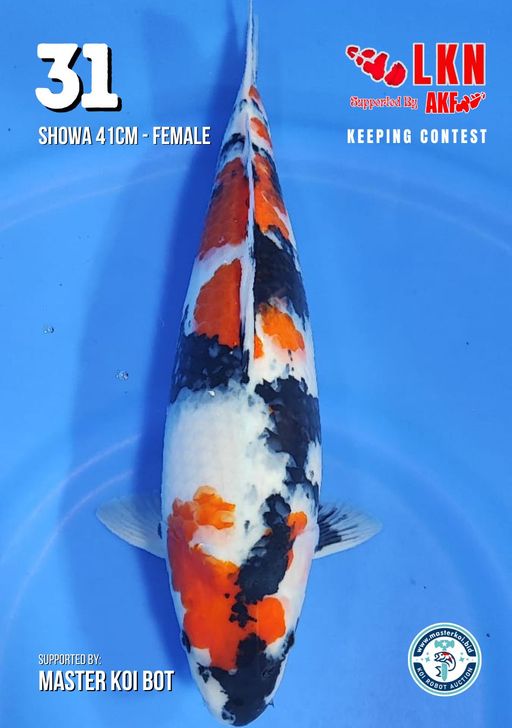 Lelang Koi Online, Jual Beli Ikan Koi, Pusat Jual Beli Koi, Info Lelang Koi Hari Ini, Platform Jual Beli Koi, Jual Beli Ikan Koi Online, Marketplace Ikan Koi, Jual Koi Terbaik, Tempat Beli Koi Berkualitas, Pasar Ikan Koi Online Terpercaya, Penjual Ikan Koi Terpercaya, Beli Koi Hias Online, Ikan Koi untuk Dijual, Koi Kualitas Terbaik, Toko Online Ikan Koi, Koi Hias Untuk Dijual, Jual Beli Ikan Koi Lokal, Koi Indonesia Online, Pusat Jual Beli Koi Terbesar