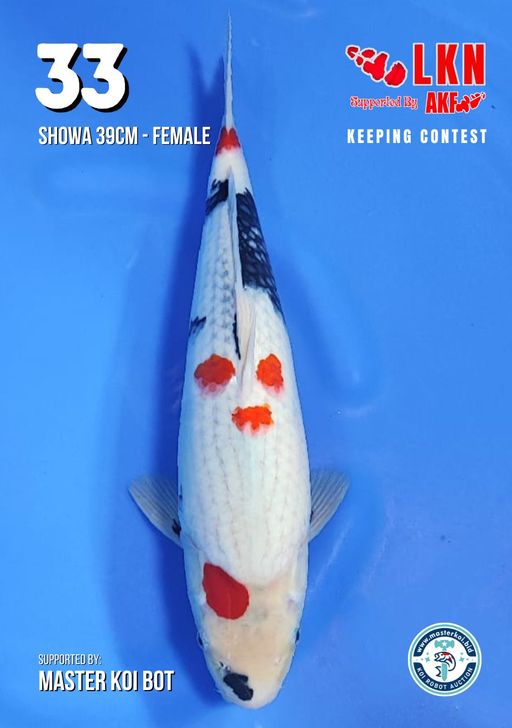 Lelang Koi Online, Jual Beli Ikan Koi, Pusat Jual Beli Koi, Info Lelang Koi Hari Ini, Platform Jual Beli Koi, Jual Beli Ikan Koi Online, Marketplace Ikan Koi, Jual Koi Terbaik, Tempat Beli Koi Berkualitas, Pasar Ikan Koi Online Terpercaya, Penjual Ikan Koi Terpercaya, Beli Koi Hias Online, Ikan Koi untuk Dijual, Koi Kualitas Terbaik, Toko Online Ikan Koi, Koi Hias Untuk Dijual, Jual Beli Ikan Koi Lokal, Koi Indonesia Online, Pusat Jual Beli Koi Terbesar