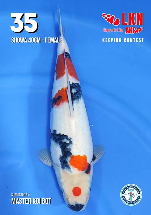 Lelang Koi Online, Jual Beli Ikan Koi, Pusat Jual Beli Koi, Info Lelang Koi Hari Ini, Platform Jual Beli Koi, Jual Beli Ikan Koi Online, Marketplace Ikan Koi, Jual Koi Terbaik, Tempat Beli Koi Berkualitas, Pasar Ikan Koi Online Terpercaya, Penjual Ikan Koi Terpercaya, Beli Koi Hias Online, Ikan Koi untuk Dijual, Koi Kualitas Terbaik, Toko Online Ikan Koi, Koi Hias Untuk Dijual, Jual Beli Ikan Koi Lokal, Koi Indonesia Online, Pusat Jual Beli Koi Terbesar