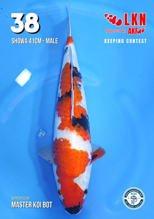 Lelang Koi Online, Jual Beli Ikan Koi, Pusat Jual Beli Koi, Info Lelang Koi Hari Ini, Platform Jual Beli Koi, Jual Beli Ikan Koi Online, Marketplace Ikan Koi, Jual Koi Terbaik, Tempat Beli Koi Berkualitas, Pasar Ikan Koi Online Terpercaya, Penjual Ikan Koi Terpercaya, Beli Koi Hias Online, Ikan Koi untuk Dijual, Koi Kualitas Terbaik, Toko Online Ikan Koi, Koi Hias Untuk Dijual, Jual Beli Ikan Koi Lokal, Koi Indonesia Online, Pusat Jual Beli Koi Terbesar