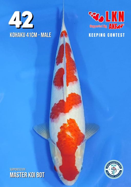 Lelang Koi Online, Jual Beli Ikan Koi, Pusat Jual Beli Koi, Info Lelang Koi Hari Ini, Platform Jual Beli Koi, Jual Beli Ikan Koi Online, Marketplace Ikan Koi, Jual Koi Terbaik, Tempat Beli Koi Berkualitas, Pasar Ikan Koi Online Terpercaya, Penjual Ikan Koi Terpercaya, Beli Koi Hias Online, Ikan Koi untuk Dijual, Koi Kualitas Terbaik, Toko Online Ikan Koi, Koi Hias Untuk Dijual, Jual Beli Ikan Koi Lokal, Koi Indonesia Online, Pusat Jual Beli Koi Terbesar