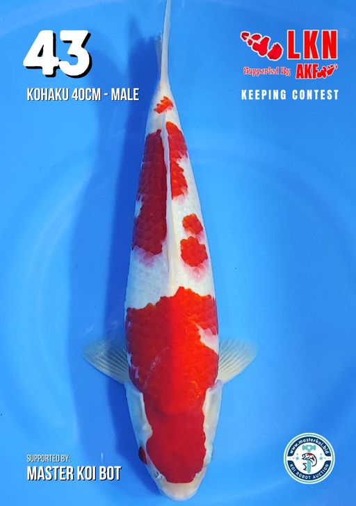 Lelang Koi Online, Jual Beli Ikan Koi, Pusat Jual Beli Koi, Info Lelang Koi Hari Ini, Platform Jual Beli Koi, Jual Beli Ikan Koi Online, Marketplace Ikan Koi, Jual Koi Terbaik, Tempat Beli Koi Berkualitas, Pasar Ikan Koi Online Terpercaya, Penjual Ikan Koi Terpercaya, Beli Koi Hias Online, Ikan Koi untuk Dijual, Koi Kualitas Terbaik, Toko Online Ikan Koi, Koi Hias Untuk Dijual, Jual Beli Ikan Koi Lokal, Koi Indonesia Online, Pusat Jual Beli Koi Terbesar