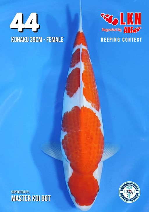 Lelang Koi Online, Jual Beli Ikan Koi, Pusat Jual Beli Koi, Info Lelang Koi Hari Ini, Platform Jual Beli Koi, Jual Beli Ikan Koi Online, Marketplace Ikan Koi, Jual Koi Terbaik, Tempat Beli Koi Berkualitas, Pasar Ikan Koi Online Terpercaya, Penjual Ikan Koi Terpercaya, Beli Koi Hias Online, Ikan Koi untuk Dijual, Koi Kualitas Terbaik, Toko Online Ikan Koi, Koi Hias Untuk Dijual, Jual Beli Ikan Koi Lokal, Koi Indonesia Online, Pusat Jual Beli Koi Terbesar
