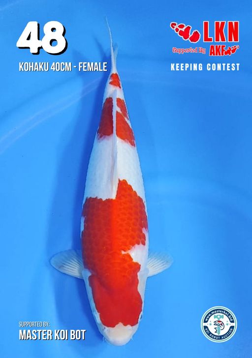 Lelang Koi Online, Jual Beli Ikan Koi, Pusat Jual Beli Koi, Info Lelang Koi Hari Ini, Platform Jual Beli Koi, Jual Beli Ikan Koi Online, Marketplace Ikan Koi, Jual Koi Terbaik, Tempat Beli Koi Berkualitas, Pasar Ikan Koi Online Terpercaya, Penjual Ikan Koi Terpercaya, Beli Koi Hias Online, Ikan Koi untuk Dijual, Koi Kualitas Terbaik, Toko Online Ikan Koi, Koi Hias Untuk Dijual, Jual Beli Ikan Koi Lokal, Koi Indonesia Online, Pusat Jual Beli Koi Terbesar