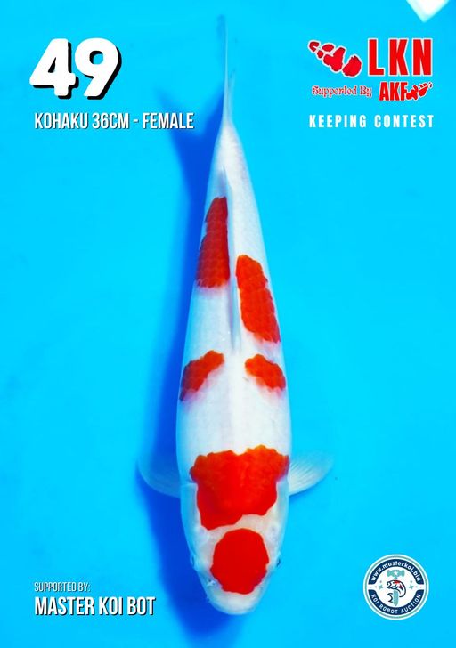 Lelang Koi Online, Jual Beli Ikan Koi, Pusat Jual Beli Koi, Info Lelang Koi Hari Ini, Platform Jual Beli Koi, Jual Beli Ikan Koi Online, Marketplace Ikan Koi, Jual Koi Terbaik, Tempat Beli Koi Berkualitas, Pasar Ikan Koi Online Terpercaya, Penjual Ikan Koi Terpercaya, Beli Koi Hias Online, Ikan Koi untuk Dijual, Koi Kualitas Terbaik, Toko Online Ikan Koi, Koi Hias Untuk Dijual, Jual Beli Ikan Koi Lokal, Koi Indonesia Online, Pusat Jual Beli Koi Terbesar