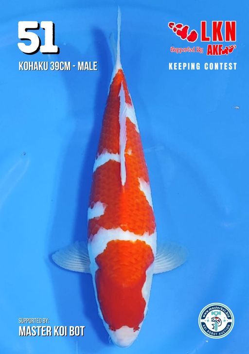 Lelang Koi Online, Jual Beli Ikan Koi, Pusat Jual Beli Koi, Info Lelang Koi Hari Ini, Platform Jual Beli Koi, Jual Beli Ikan Koi Online, Marketplace Ikan Koi, Jual Koi Terbaik, Tempat Beli Koi Berkualitas, Pasar Ikan Koi Online Terpercaya, Penjual Ikan Koi Terpercaya, Beli Koi Hias Online, Ikan Koi untuk Dijual, Koi Kualitas Terbaik, Toko Online Ikan Koi, Koi Hias Untuk Dijual, Jual Beli Ikan Koi Lokal, Koi Indonesia Online, Pusat Jual Beli Koi Terbesar