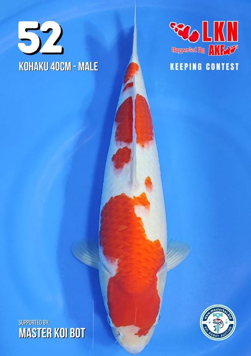 Lelang Koi Online, Jual Beli Ikan Koi, Pusat Jual Beli Koi, Info Lelang Koi Hari Ini, Platform Jual Beli Koi, Jual Beli Ikan Koi Online, Marketplace Ikan Koi, Jual Koi Terbaik, Tempat Beli Koi Berkualitas, Pasar Ikan Koi Online Terpercaya, Penjual Ikan Koi Terpercaya, Beli Koi Hias Online, Ikan Koi untuk Dijual, Koi Kualitas Terbaik, Toko Online Ikan Koi, Koi Hias Untuk Dijual, Jual Beli Ikan Koi Lokal, Koi Indonesia Online, Pusat Jual Beli Koi Terbesar