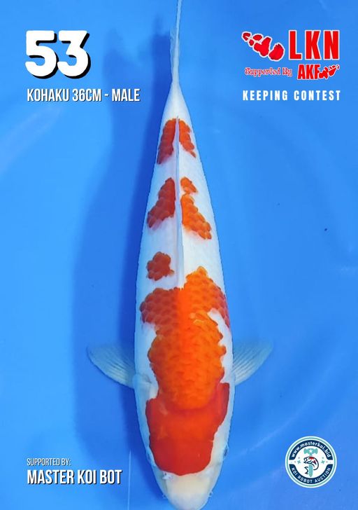Lelang Koi Online, Jual Beli Ikan Koi, Pusat Jual Beli Koi, Info Lelang Koi Hari Ini, Platform Jual Beli Koi, Jual Beli Ikan Koi Online, Marketplace Ikan Koi, Jual Koi Terbaik, Tempat Beli Koi Berkualitas, Pasar Ikan Koi Online Terpercaya, Penjual Ikan Koi Terpercaya, Beli Koi Hias Online, Ikan Koi untuk Dijual, Koi Kualitas Terbaik, Toko Online Ikan Koi, Koi Hias Untuk Dijual, Jual Beli Ikan Koi Lokal, Koi Indonesia Online, Pusat Jual Beli Koi Terbesar