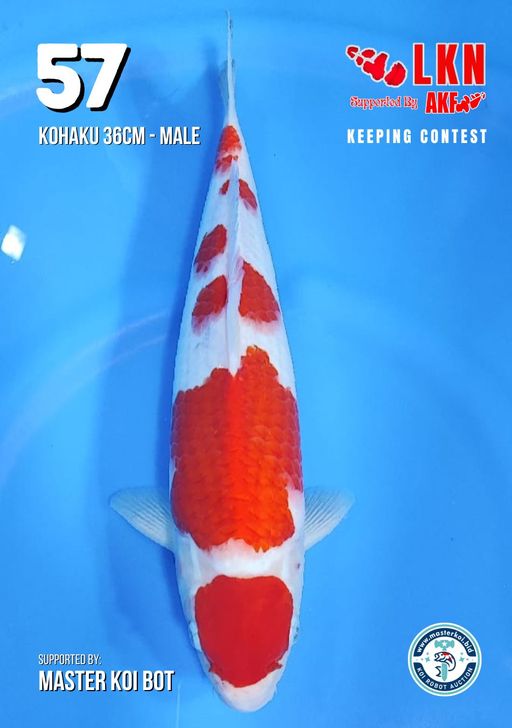 Lelang Koi Online, Jual Beli Ikan Koi, Pusat Jual Beli Koi, Info Lelang Koi Hari Ini, Platform Jual Beli Koi, Jual Beli Ikan Koi Online, Marketplace Ikan Koi, Jual Koi Terbaik, Tempat Beli Koi Berkualitas, Pasar Ikan Koi Online Terpercaya, Penjual Ikan Koi Terpercaya, Beli Koi Hias Online, Ikan Koi untuk Dijual, Koi Kualitas Terbaik, Toko Online Ikan Koi, Koi Hias Untuk Dijual, Jual Beli Ikan Koi Lokal, Koi Indonesia Online, Pusat Jual Beli Koi Terbesar
