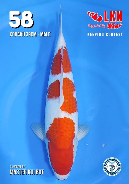 Lelang Koi Online, Jual Beli Ikan Koi, Pusat Jual Beli Koi, Info Lelang Koi Hari Ini, Platform Jual Beli Koi, Jual Beli Ikan Koi Online, Marketplace Ikan Koi, Jual Koi Terbaik, Tempat Beli Koi Berkualitas, Pasar Ikan Koi Online Terpercaya, Penjual Ikan Koi Terpercaya, Beli Koi Hias Online, Ikan Koi untuk Dijual, Koi Kualitas Terbaik, Toko Online Ikan Koi, Koi Hias Untuk Dijual, Jual Beli Ikan Koi Lokal, Koi Indonesia Online, Pusat Jual Beli Koi Terbesar
