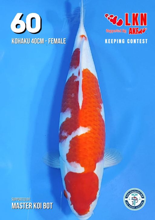 Lelang Koi Online, Jual Beli Ikan Koi, Pusat Jual Beli Koi, Info Lelang Koi Hari Ini, Platform Jual Beli Koi, Jual Beli Ikan Koi Online, Marketplace Ikan Koi, Jual Koi Terbaik, Tempat Beli Koi Berkualitas, Pasar Ikan Koi Online Terpercaya, Penjual Ikan Koi Terpercaya, Beli Koi Hias Online, Ikan Koi untuk Dijual, Koi Kualitas Terbaik, Toko Online Ikan Koi, Koi Hias Untuk Dijual, Jual Beli Ikan Koi Lokal, Koi Indonesia Online, Pusat Jual Beli Koi Terbesar