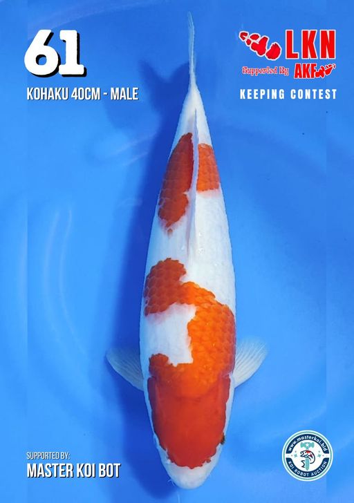 Lelang Koi Online, Jual Beli Ikan Koi, Pusat Jual Beli Koi, Info Lelang Koi Hari Ini, Platform Jual Beli Koi, Jual Beli Ikan Koi Online, Marketplace Ikan Koi, Jual Koi Terbaik, Tempat Beli Koi Berkualitas, Pasar Ikan Koi Online Terpercaya, Penjual Ikan Koi Terpercaya, Beli Koi Hias Online, Ikan Koi untuk Dijual, Koi Kualitas Terbaik, Toko Online Ikan Koi, Koi Hias Untuk Dijual, Jual Beli Ikan Koi Lokal, Koi Indonesia Online, Pusat Jual Beli Koi Terbesar