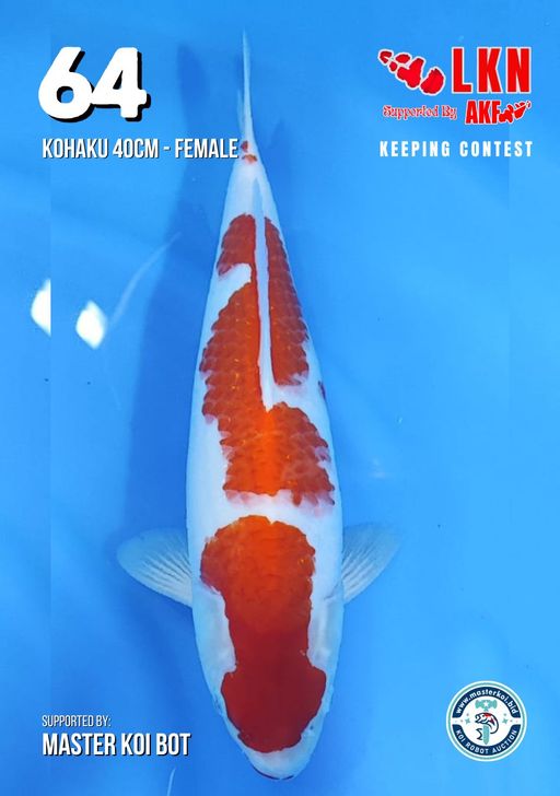 Lelang Koi Online, Jual Beli Ikan Koi, Pusat Jual Beli Koi, Info Lelang Koi Hari Ini, Platform Jual Beli Koi, Jual Beli Ikan Koi Online, Marketplace Ikan Koi, Jual Koi Terbaik, Tempat Beli Koi Berkualitas, Pasar Ikan Koi Online Terpercaya, Penjual Ikan Koi Terpercaya, Beli Koi Hias Online, Ikan Koi untuk Dijual, Koi Kualitas Terbaik, Toko Online Ikan Koi, Koi Hias Untuk Dijual, Jual Beli Ikan Koi Lokal, Koi Indonesia Online, Pusat Jual Beli Koi Terbesar