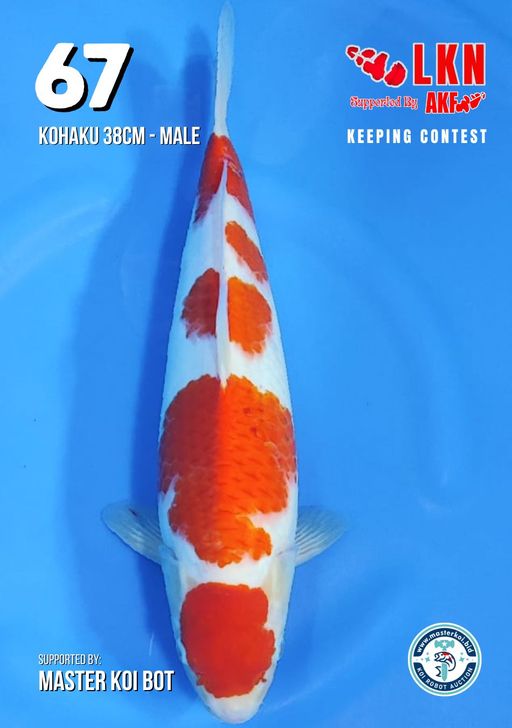 Lelang Koi Online, Jual Beli Ikan Koi, Pusat Jual Beli Koi, Info Lelang Koi Hari Ini, Platform Jual Beli Koi, Jual Beli Ikan Koi Online, Marketplace Ikan Koi, Jual Koi Terbaik, Tempat Beli Koi Berkualitas, Pasar Ikan Koi Online Terpercaya, Penjual Ikan Koi Terpercaya, Beli Koi Hias Online, Ikan Koi untuk Dijual, Koi Kualitas Terbaik, Toko Online Ikan Koi, Koi Hias Untuk Dijual, Jual Beli Ikan Koi Lokal, Koi Indonesia Online, Pusat Jual Beli Koi Terbesar