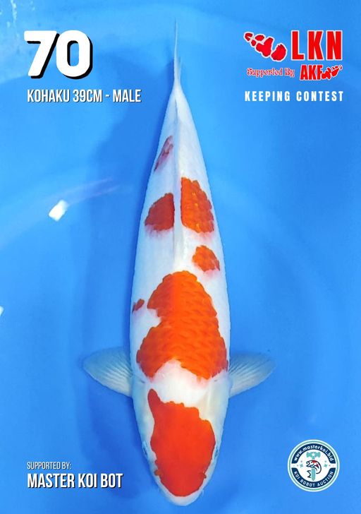 Lelang Koi Online, Jual Beli Ikan Koi, Pusat Jual Beli Koi, Info Lelang Koi Hari Ini, Platform Jual Beli Koi, Jual Beli Ikan Koi Online, Marketplace Ikan Koi, Jual Koi Terbaik, Tempat Beli Koi Berkualitas, Pasar Ikan Koi Online Terpercaya, Penjual Ikan Koi Terpercaya, Beli Koi Hias Online, Ikan Koi untuk Dijual, Koi Kualitas Terbaik, Toko Online Ikan Koi, Koi Hias Untuk Dijual, Jual Beli Ikan Koi Lokal, Koi Indonesia Online, Pusat Jual Beli Koi Terbesar