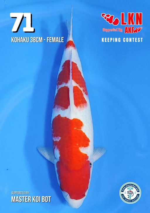 Lelang Koi Online, Jual Beli Ikan Koi, Pusat Jual Beli Koi, Info Lelang Koi Hari Ini, Platform Jual Beli Koi, Jual Beli Ikan Koi Online, Marketplace Ikan Koi, Jual Koi Terbaik, Tempat Beli Koi Berkualitas, Pasar Ikan Koi Online Terpercaya, Penjual Ikan Koi Terpercaya, Beli Koi Hias Online, Ikan Koi untuk Dijual, Koi Kualitas Terbaik, Toko Online Ikan Koi, Koi Hias Untuk Dijual, Jual Beli Ikan Koi Lokal, Koi Indonesia Online, Pusat Jual Beli Koi Terbesar