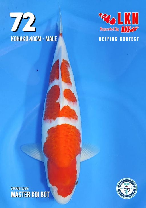 Lelang Koi Online, Jual Beli Ikan Koi, Pusat Jual Beli Koi, Info Lelang Koi Hari Ini, Platform Jual Beli Koi, Jual Beli Ikan Koi Online, Marketplace Ikan Koi, Jual Koi Terbaik, Tempat Beli Koi Berkualitas, Pasar Ikan Koi Online Terpercaya, Penjual Ikan Koi Terpercaya, Beli Koi Hias Online, Ikan Koi untuk Dijual, Koi Kualitas Terbaik, Toko Online Ikan Koi, Koi Hias Untuk Dijual, Jual Beli Ikan Koi Lokal, Koi Indonesia Online, Pusat Jual Beli Koi Terbesar