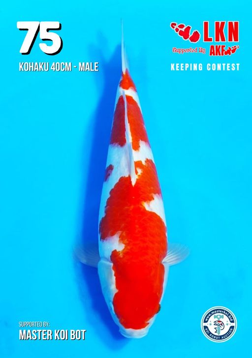 Lelang Koi Online, Jual Beli Ikan Koi, Pusat Jual Beli Koi, Info Lelang Koi Hari Ini, Platform Jual Beli Koi, Jual Beli Ikan Koi Online, Marketplace Ikan Koi, Jual Koi Terbaik, Tempat Beli Koi Berkualitas, Pasar Ikan Koi Online Terpercaya, Penjual Ikan Koi Terpercaya, Beli Koi Hias Online, Ikan Koi untuk Dijual, Koi Kualitas Terbaik, Toko Online Ikan Koi, Koi Hias Untuk Dijual, Jual Beli Ikan Koi Lokal, Koi Indonesia Online, Pusat Jual Beli Koi Terbesar