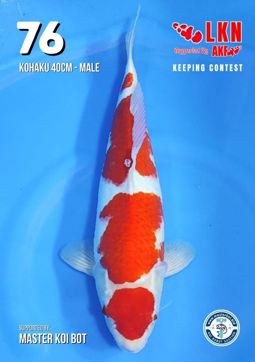 Lelang Koi Online, Jual Beli Ikan Koi, Pusat Jual Beli Koi, Info Lelang Koi Hari Ini, Platform Jual Beli Koi, Jual Beli Ikan Koi Online, Marketplace Ikan Koi, Jual Koi Terbaik, Tempat Beli Koi Berkualitas, Pasar Ikan Koi Online Terpercaya, Penjual Ikan Koi Terpercaya, Beli Koi Hias Online, Ikan Koi untuk Dijual, Koi Kualitas Terbaik, Toko Online Ikan Koi, Koi Hias Untuk Dijual, Jual Beli Ikan Koi Lokal, Koi Indonesia Online, Pusat Jual Beli Koi Terbesar