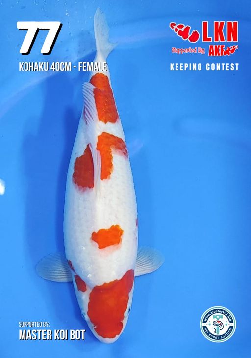 Lelang Koi Online, Jual Beli Ikan Koi, Pusat Jual Beli Koi, Info Lelang Koi Hari Ini, Platform Jual Beli Koi, Jual Beli Ikan Koi Online, Marketplace Ikan Koi, Jual Koi Terbaik, Tempat Beli Koi Berkualitas, Pasar Ikan Koi Online Terpercaya, Penjual Ikan Koi Terpercaya, Beli Koi Hias Online, Ikan Koi untuk Dijual, Koi Kualitas Terbaik, Toko Online Ikan Koi, Koi Hias Untuk Dijual, Jual Beli Ikan Koi Lokal, Koi Indonesia Online, Pusat Jual Beli Koi Terbesar