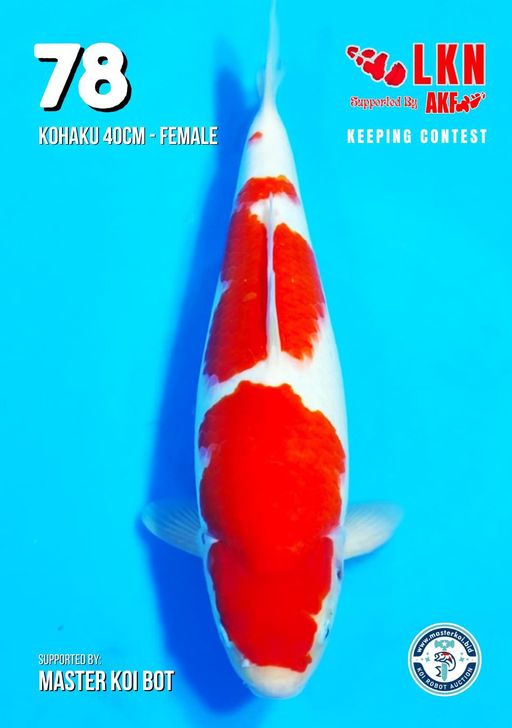 Lelang Koi Online, Jual Beli Ikan Koi, Pusat Jual Beli Koi, Info Lelang Koi Hari Ini, Platform Jual Beli Koi, Jual Beli Ikan Koi Online, Marketplace Ikan Koi, Jual Koi Terbaik, Tempat Beli Koi Berkualitas, Pasar Ikan Koi Online Terpercaya, Penjual Ikan Koi Terpercaya, Beli Koi Hias Online, Ikan Koi untuk Dijual, Koi Kualitas Terbaik, Toko Online Ikan Koi, Koi Hias Untuk Dijual, Jual Beli Ikan Koi Lokal, Koi Indonesia Online, Pusat Jual Beli Koi Terbesar