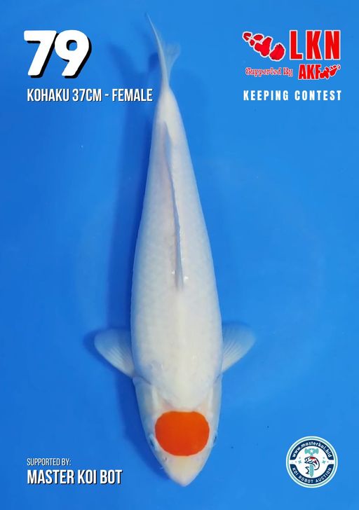 Lelang Koi Online, Jual Beli Ikan Koi, Pusat Jual Beli Koi, Info Lelang Koi Hari Ini, Platform Jual Beli Koi, Jual Beli Ikan Koi Online, Marketplace Ikan Koi, Jual Koi Terbaik, Tempat Beli Koi Berkualitas, Pasar Ikan Koi Online Terpercaya, Penjual Ikan Koi Terpercaya, Beli Koi Hias Online, Ikan Koi untuk Dijual, Koi Kualitas Terbaik, Toko Online Ikan Koi, Koi Hias Untuk Dijual, Jual Beli Ikan Koi Lokal, Koi Indonesia Online, Pusat Jual Beli Koi Terbesar