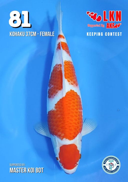 Lelang Koi Online, Jual Beli Ikan Koi, Pusat Jual Beli Koi, Info Lelang Koi Hari Ini, Platform Jual Beli Koi, Jual Beli Ikan Koi Online, Marketplace Ikan Koi, Jual Koi Terbaik, Tempat Beli Koi Berkualitas, Pasar Ikan Koi Online Terpercaya, Penjual Ikan Koi Terpercaya, Beli Koi Hias Online, Ikan Koi untuk Dijual, Koi Kualitas Terbaik, Toko Online Ikan Koi, Koi Hias Untuk Dijual, Jual Beli Ikan Koi Lokal, Koi Indonesia Online, Pusat Jual Beli Koi Terbesar