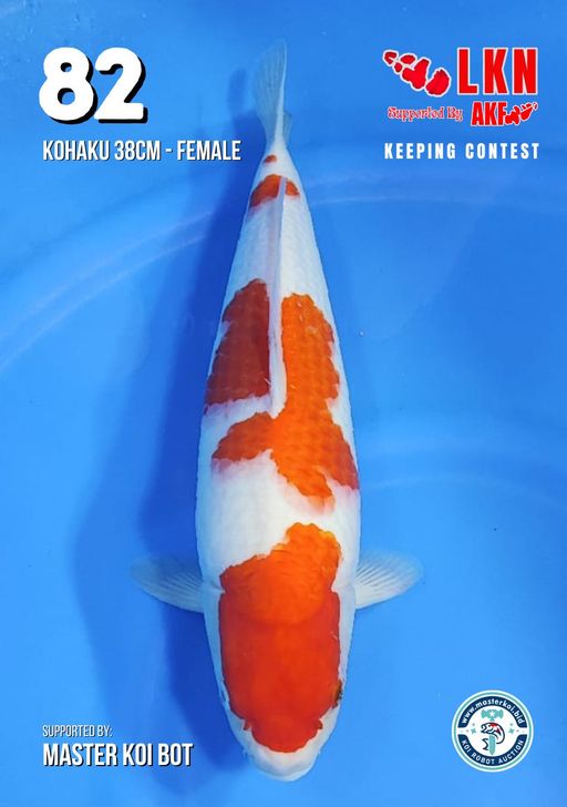 Lelang Koi Online, Jual Beli Ikan Koi, Pusat Jual Beli Koi, Info Lelang Koi Hari Ini, Platform Jual Beli Koi, Jual Beli Ikan Koi Online, Marketplace Ikan Koi, Jual Koi Terbaik, Tempat Beli Koi Berkualitas, Pasar Ikan Koi Online Terpercaya, Penjual Ikan Koi Terpercaya, Beli Koi Hias Online, Ikan Koi untuk Dijual, Koi Kualitas Terbaik, Toko Online Ikan Koi, Koi Hias Untuk Dijual, Jual Beli Ikan Koi Lokal, Koi Indonesia Online, Pusat Jual Beli Koi Terbesar