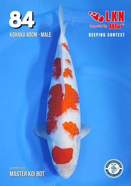 Lelang Koi Online, Jual Beli Ikan Koi, Pusat Jual Beli Koi, Info Lelang Koi Hari Ini, Platform Jual Beli Koi, Jual Beli Ikan Koi Online, Marketplace Ikan Koi, Jual Koi Terbaik, Tempat Beli Koi Berkualitas, Pasar Ikan Koi Online Terpercaya, Penjual Ikan Koi Terpercaya, Beli Koi Hias Online, Ikan Koi untuk Dijual, Koi Kualitas Terbaik, Toko Online Ikan Koi, Koi Hias Untuk Dijual, Jual Beli Ikan Koi Lokal, Koi Indonesia Online, Pusat Jual Beli Koi Terbesar