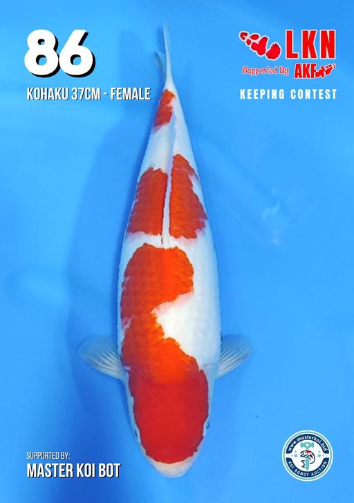 Lelang Koi Online, Jual Beli Ikan Koi, Pusat Jual Beli Koi, Info Lelang Koi Hari Ini, Platform Jual Beli Koi, Jual Beli Ikan Koi Online, Marketplace Ikan Koi, Jual Koi Terbaik, Tempat Beli Koi Berkualitas, Pasar Ikan Koi Online Terpercaya, Penjual Ikan Koi Terpercaya, Beli Koi Hias Online, Ikan Koi untuk Dijual, Koi Kualitas Terbaik, Toko Online Ikan Koi, Koi Hias Untuk Dijual, Jual Beli Ikan Koi Lokal, Koi Indonesia Online, Pusat Jual Beli Koi Terbesar