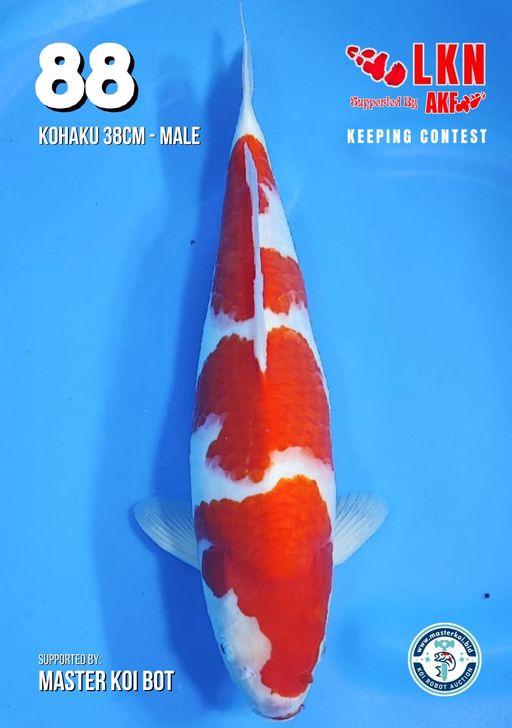 Lelang Koi Online, Jual Beli Ikan Koi, Pusat Jual Beli Koi, Info Lelang Koi Hari Ini, Platform Jual Beli Koi, Jual Beli Ikan Koi Online, Marketplace Ikan Koi, Jual Koi Terbaik, Tempat Beli Koi Berkualitas, Pasar Ikan Koi Online Terpercaya, Penjual Ikan Koi Terpercaya, Beli Koi Hias Online, Ikan Koi untuk Dijual, Koi Kualitas Terbaik, Toko Online Ikan Koi, Koi Hias Untuk Dijual, Jual Beli Ikan Koi Lokal, Koi Indonesia Online, Pusat Jual Beli Koi Terbesar