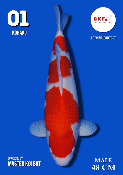 Lelang Koi Online, Jual Beli Ikan Koi, Pusat Jual Beli Koi, Info Lelang Koi Hari Ini, Platform Jual Beli Koi, Jual Beli Ikan Koi Online, Marketplace Ikan Koi, Jual Koi Terbaik, Tempat Beli Koi Berkualitas, Pasar Ikan Koi Online Terpercaya, Penjual Ikan Koi Terpercaya, Beli Koi Hias Online, Ikan Koi untuk Dijual, Koi Kualitas Terbaik, Toko Online Ikan Koi, Koi Hias Untuk Dijual, Jual Beli Ikan Koi Lokal, Koi Indonesia Online, Pusat Jual Beli Koi Terbesar