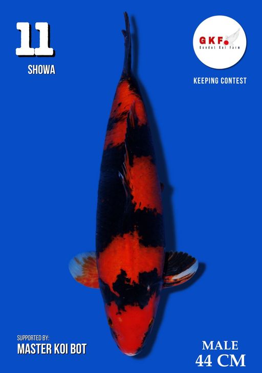 Lelang Koi Online, Jual Beli Ikan Koi, Pusat Jual Beli Koi, Info Lelang Koi Hari Ini, Platform Jual Beli Koi, Jual Beli Ikan Koi Online, Marketplace Ikan Koi, Jual Koi Terbaik, Tempat Beli Koi Berkualitas, Pasar Ikan Koi Online Terpercaya, Penjual Ikan Koi Terpercaya, Beli Koi Hias Online, Ikan Koi untuk Dijual, Koi Kualitas Terbaik, Toko Online Ikan Koi, Koi Hias Untuk Dijual, Jual Beli Ikan Koi Lokal, Koi Indonesia Online, Pusat Jual Beli Koi Terbesar